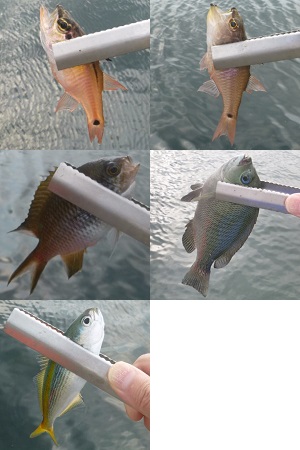 ハヤブサ小アジ専科リアルアミエビの実釣レビューと釣果（ 外道の魚たち ）